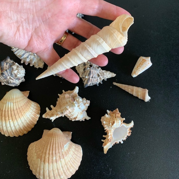 Assorted shells from San Felipe - Picture 8 of 10